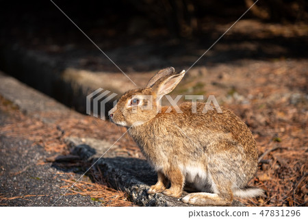 Wild Rabbit Closeup Okunoshima Rabbit Island Winter Time Seto Inland Sea Hiroshima Prefecture Japan Asia Wild Rabbit Closeup Okunoshima Rabbit Island Winter Time Seto Inland Sea Hiroshima Prefecture Japan Asia 47831296