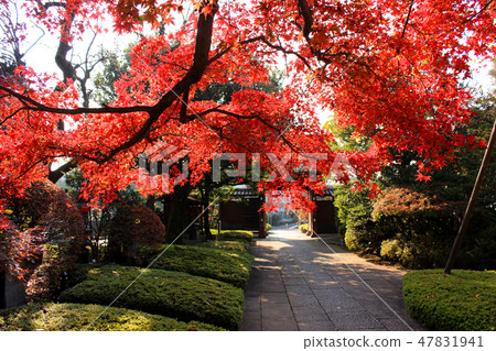 Fuchuin秋葉（5） 47831941