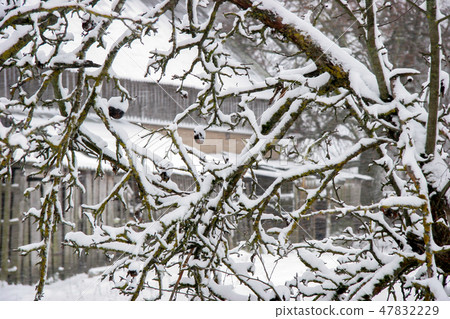 Apple tree covered with snow 47832229