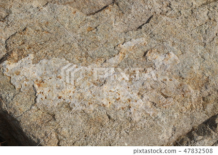 Rough rough skin Rough rough skin 47832508
