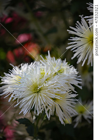 Chrysanthemum Chrysanthemum 47832821