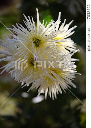 Chrysanthemum Chrysanthemum 47832822