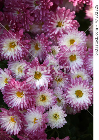 Chrysanthemum Chrysanthemum 47832828