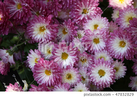 Chrysanthemum Chrysanthemum 47832829