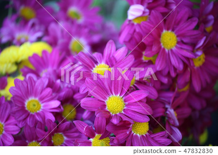 菊花 菊花 47832830