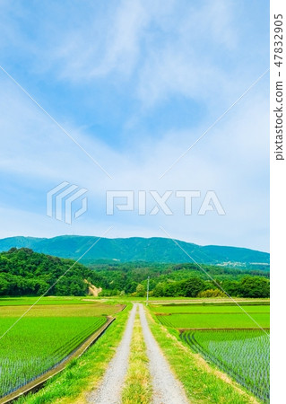 Rural landscape in early summer Rural landscape in early summer 47832905