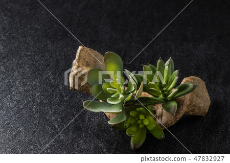 仙人掌多汁盆景植入仙人掌成功 仙人掌多汁盆景植入仙人掌成功 47832927