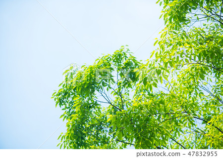 Fresh green Fresh green 47832955