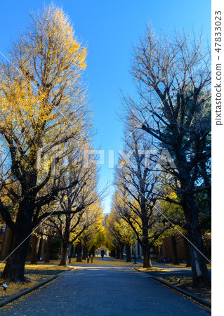 Ginkgo tree on road, autumn season Ginkgo tree on road, autumn season 47833023