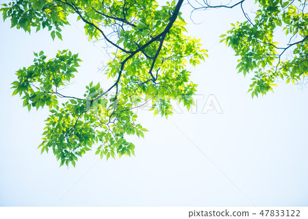 Fresh green 47833122