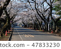 櫻桃樹排列了Yanaka公墓庭院大道 47833230