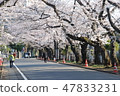 櫻桃樹排列了Yanaka公墓庭院大道 47833231