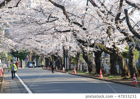 Cherry tree lined avenue of Yanaka cemetery garden 47833231