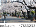 櫻桃樹排列了Yanaka公墓庭院大道 47833232