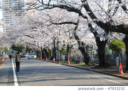 Cherry tree lined avenue of Yanaka cemetery garden 47833232