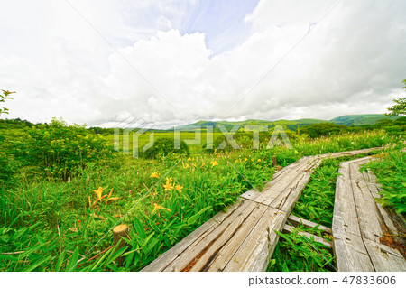 Nikkokishge盛開在Yashima Mogara Nikkokishge盛開在Yashima Mogara 47833606