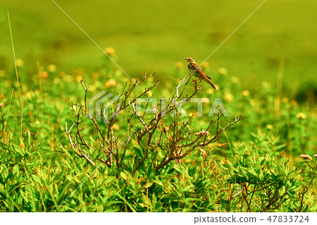 Binzui that I saw at Kirigamine 47833724