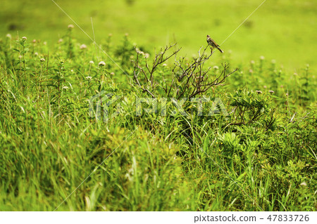 Binzui that I saw at Kirigamine 47833726