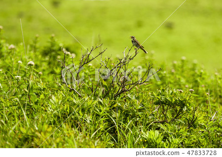 Binzui that I saw at Kirigamine 47833728