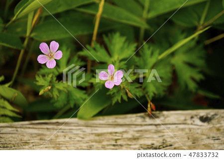 Hakusanfu在Yashima Mogara盛開 47833732