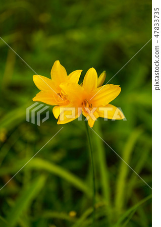 黃花菜 黃花菜 47833735