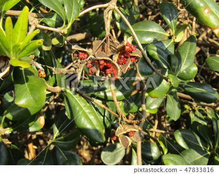 用紅色粘液包裹的種子的毛巾 用紅色粘液包裹的種子的毛巾 47833816