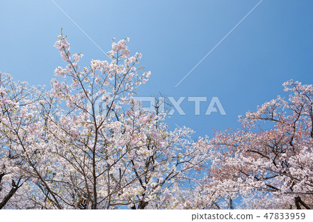Maruoka公園的櫻花 Maruoka公園的櫻花 47833959