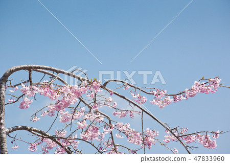 Maruoka公園的櫻花 47833960