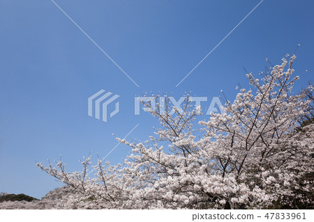Maruoka公園的櫻花 Maruoka公園的櫻花 47833961