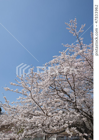 Maruoka公園的櫻花 47833962