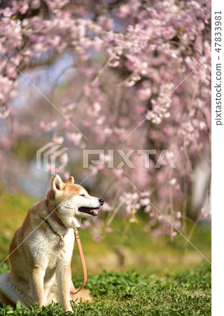 Fringed cherry blossoms and Shiba Inu 47833981