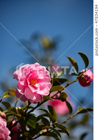 Sasanqua flowers Sasanqua flowers 47834194