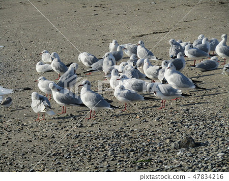 Urrican gum resting on the sandy beach of Kemigawa river 47834216