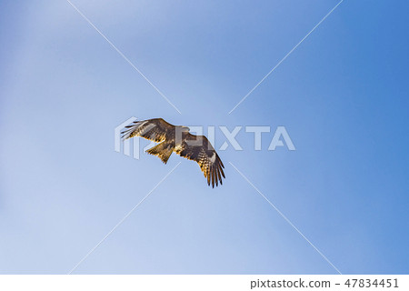[Tombi] 47834451