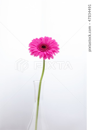 花植物花花 花植物花花 47834491