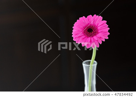 花植物花花 花植物花花 47834492