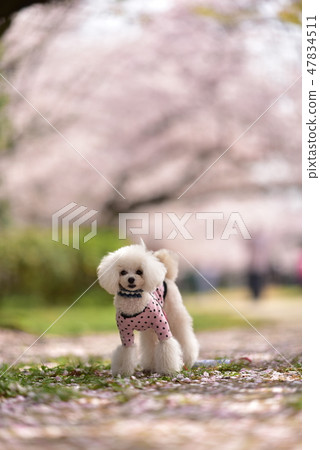 Sakura and Poodle 47834511