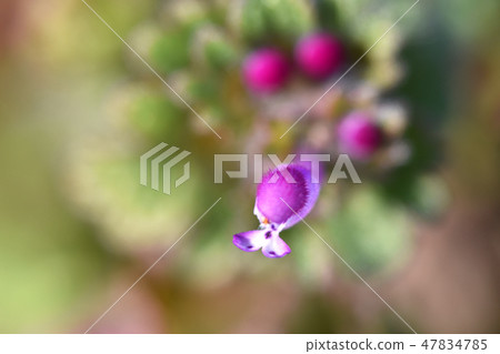 Hotokenosa (Buddha's seat) 47834785