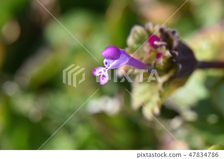 Hotokenosa（佛座） 47834786