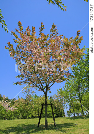 雙櫻花 47834787