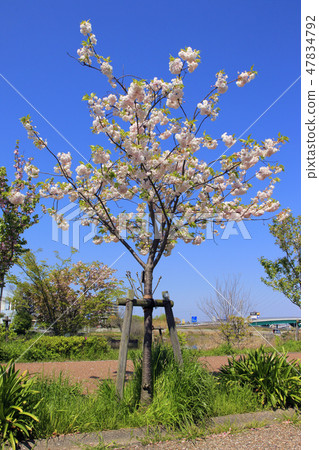 Yaezakura(戶田河綠地) Yaezakura(戶田河綠地) 47834792