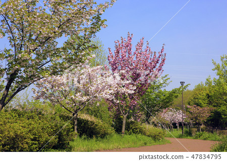 Yaezakura (Toda River Green Area) 47834795