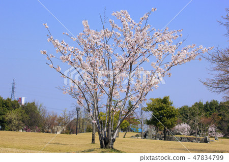 Yoshinosuke Shimoyoshino（稻荷公園） 47834799