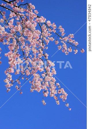 Yebenishidare (Higashiyama Fruit Park) Yebenishidare (Higashiyama Fruit Park) 47834842