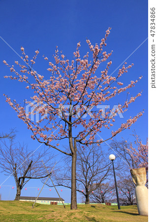 Kawazu Sakura（Haruhi Yume no Mori Park） 47834866