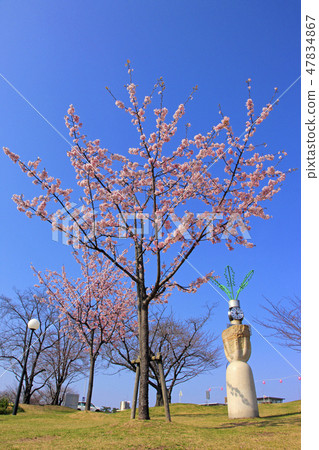 Kawazu Sakura(Haruhi Yume no Mori Park) Kawazu Sakura(Haruhi Yume no Mori Park) 47834867