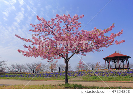 河津櫻（戶田河綠地） 47834868