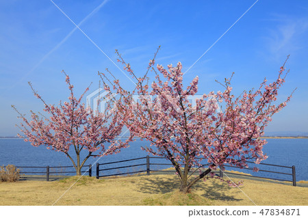 Kawazu Sakura (Lake Kojima) Kawazu Sakura (Lake Kojima) 47834871