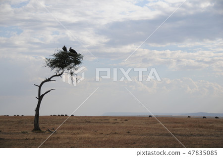 Kenya, Masai Mara, Safari, Mimi Hida vulture 47835085