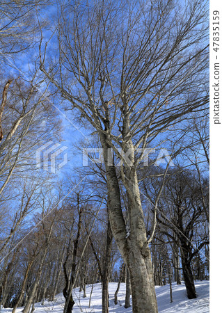 Looking up at the beech forest big tree in winter - healing forest Tadami cho Fukushima prefecture 47835159